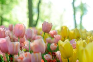 Tulips at Risk: Protecting the Roots of Global Flower Diversity